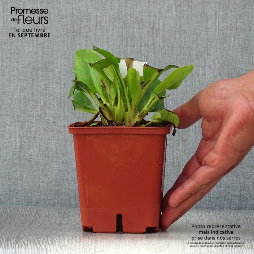 Spécimen de Bergenia Bressingham White Pot de 1,5L/2L tel que livré en automne