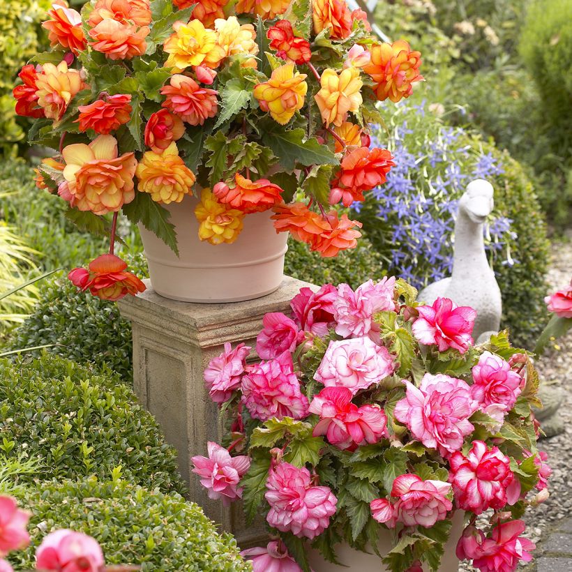 Bégonia retombant Balcony mix 2 couleurs - Begonia pendula (Port)