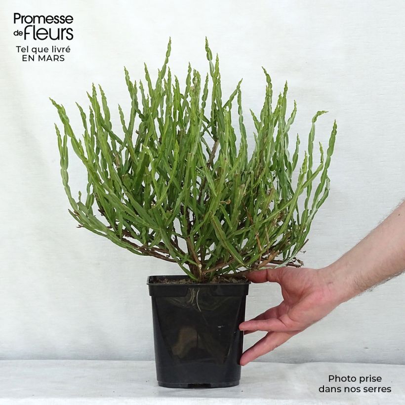Spécimen de Baccharis genistelloides Pot de 3L/4L tel que livré en hiver