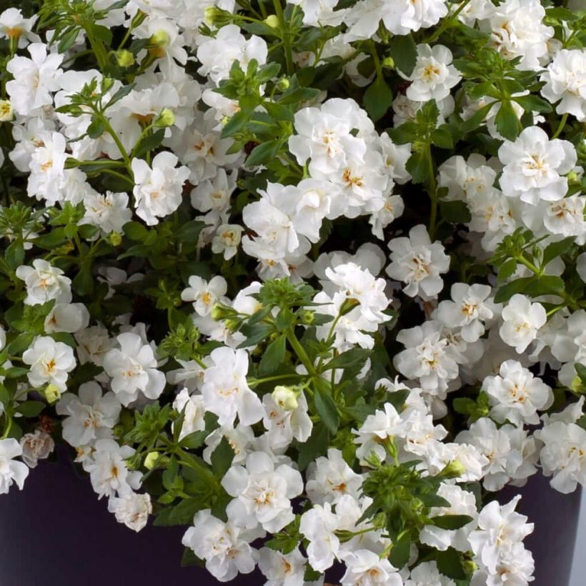 Bacopa Scopia Double Snowball Mini-mottes (Floraison)