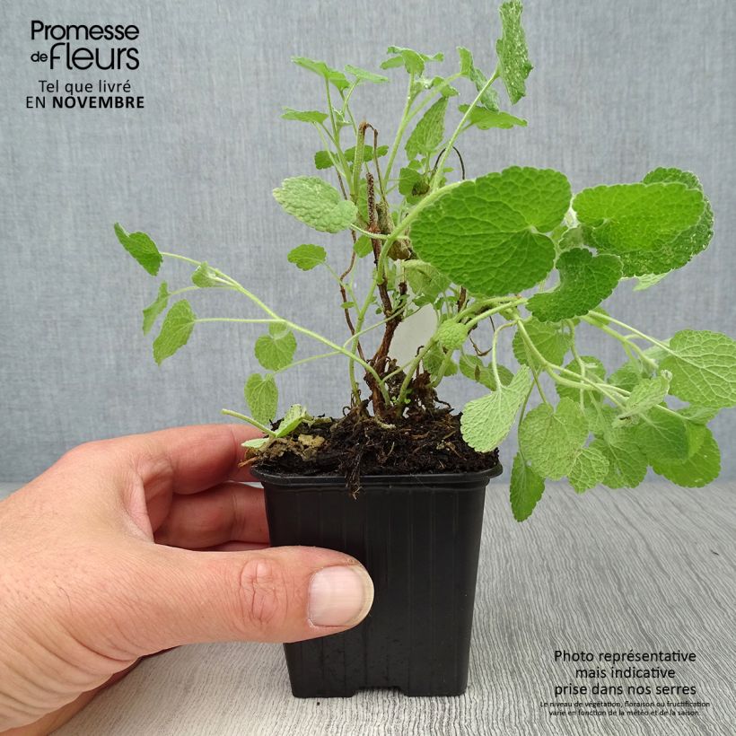 Spécimen de Ballota pseudodictamnus - Ballote pseudodictame Godet de 8/9 cm tel que livré en automne