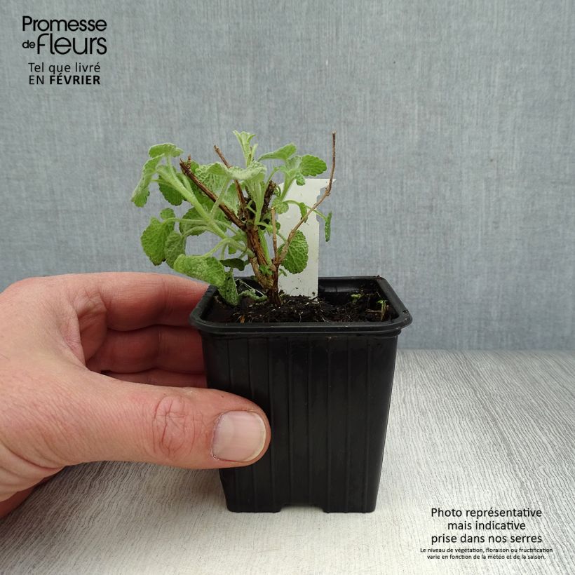 Spécimen de Ballota pseudodictamnus - Ballote pseudodictame Godet de 8/9 cm tel que livré en hiver