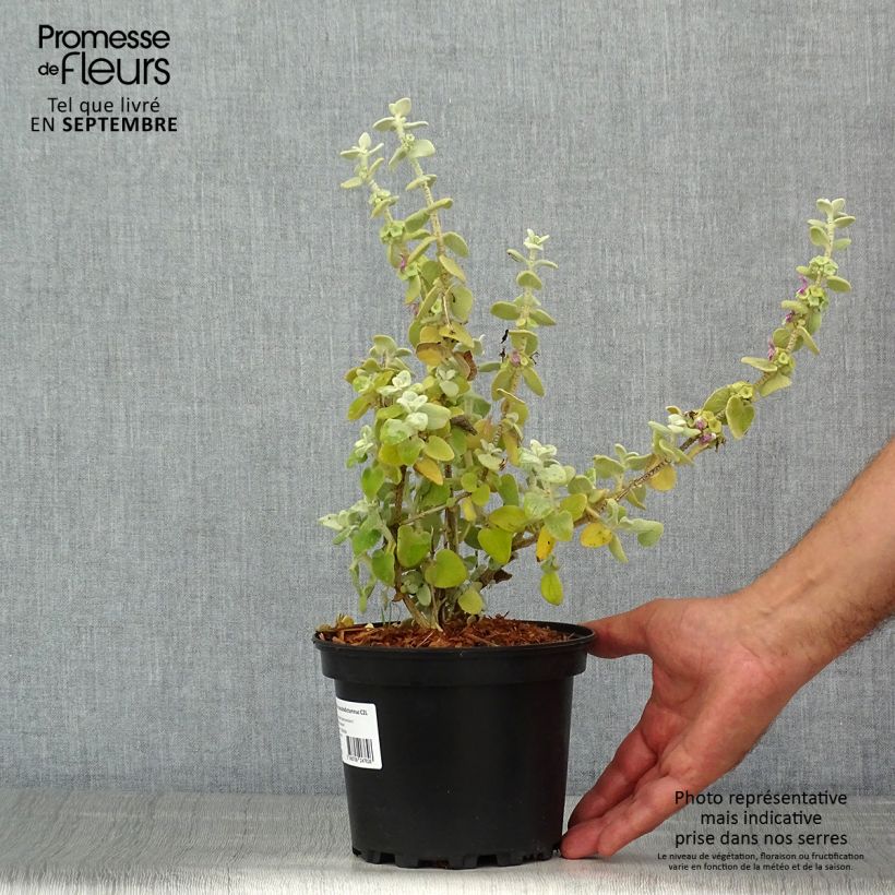 Spécimen de Ballota pseudodictamnus - Ballote pseudodictame Pot de 2L/3L tel que livré en été