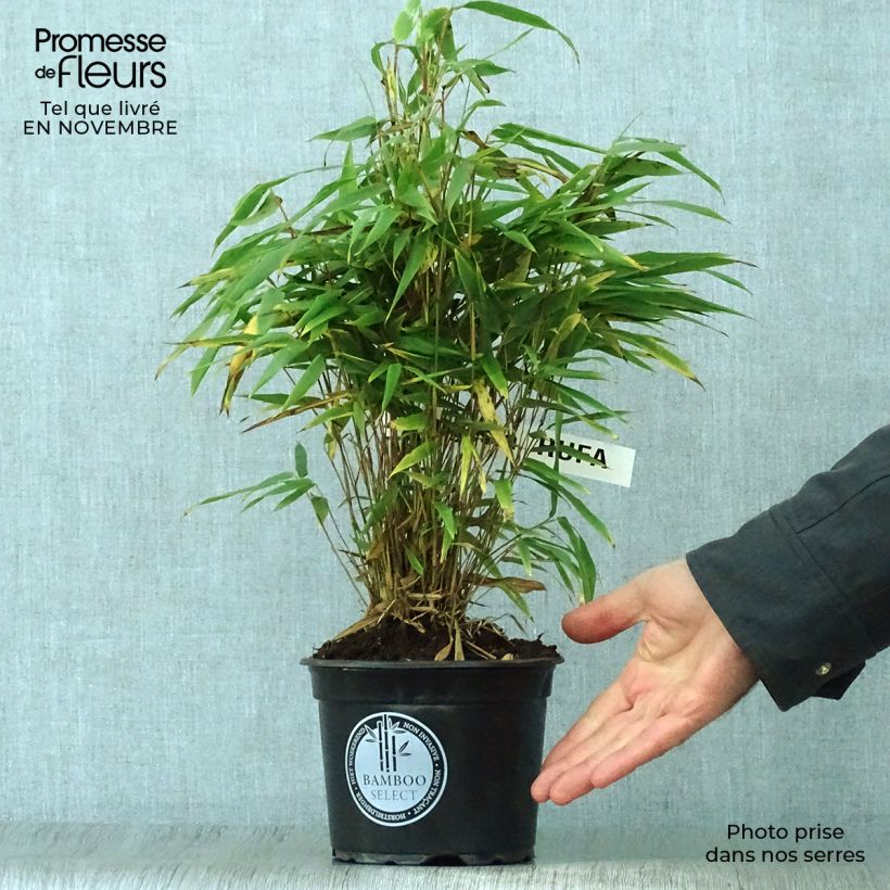 Spécimen de Bambou non traçant - Fargesia rufa Pot de 2L/3L tel que livré en automne