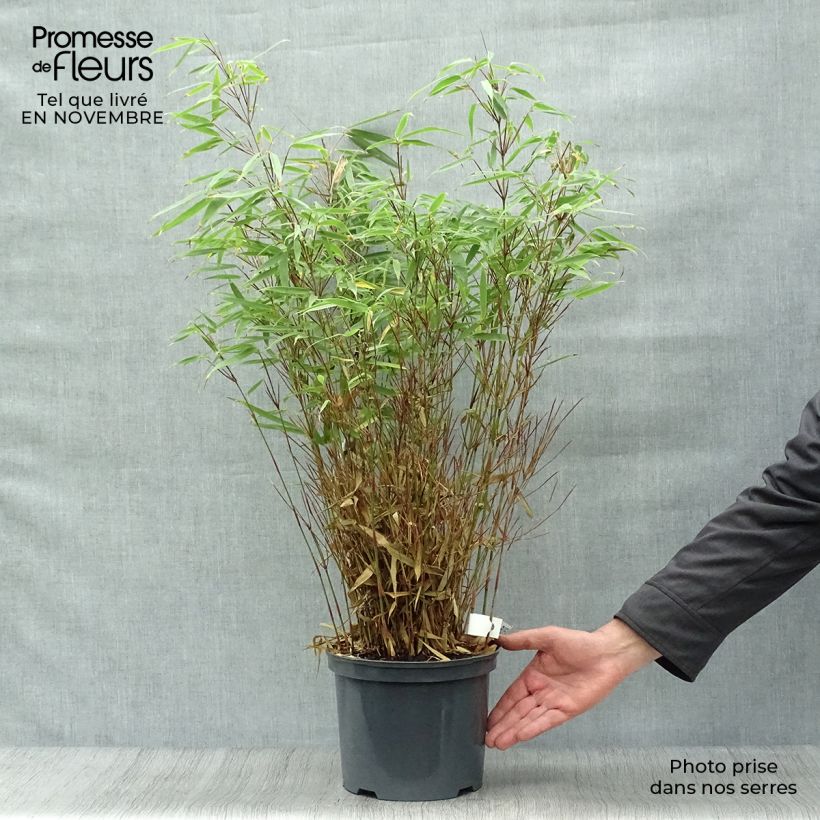 Spécimen de Bambou non traçant - Fargesia rufa Pot de 4L/5L tel que livré en automne