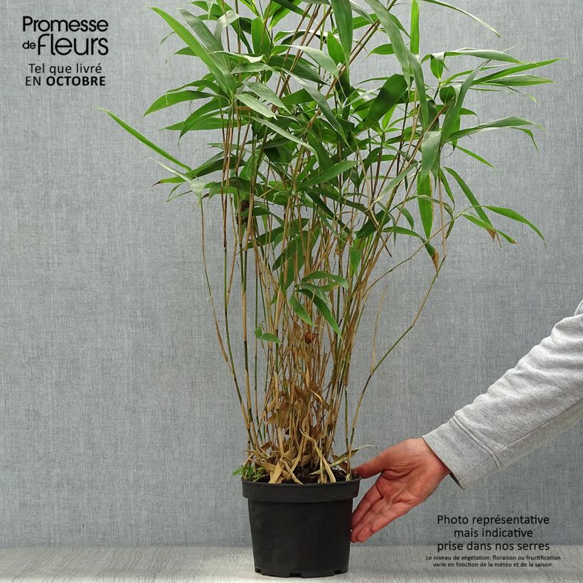 Spécimen de Bambou Métaké - Pseudosasa japonica Pot de 2L/3L tel que livré en automne
