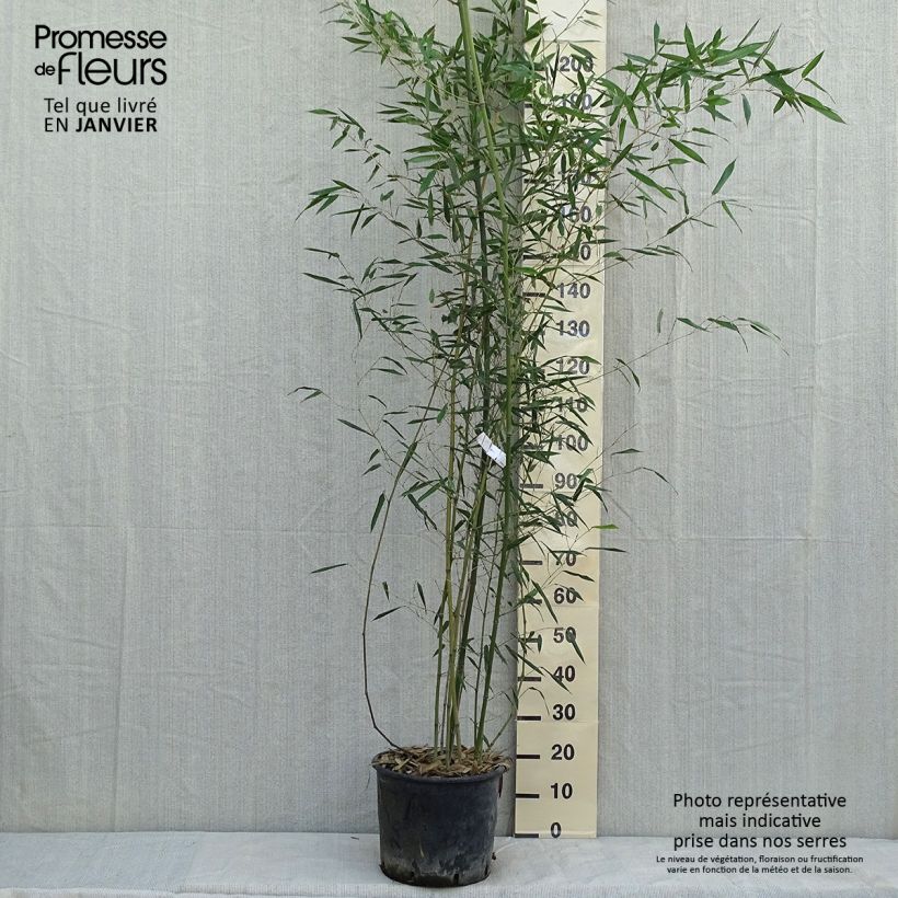 Spécimen de Bambou - Phyllostachys bissetii  Pot de 12L/15L tel que livré en hiver