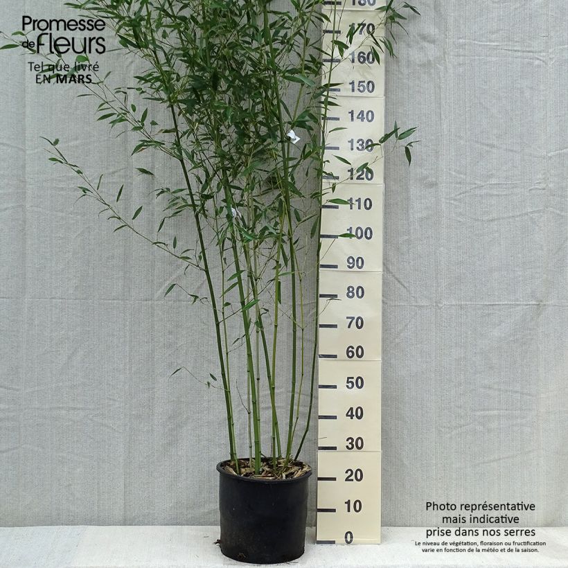 Spécimen de Bambou - Phyllostachys bissetii  Pot de 12L/15L tel que livré au printemps