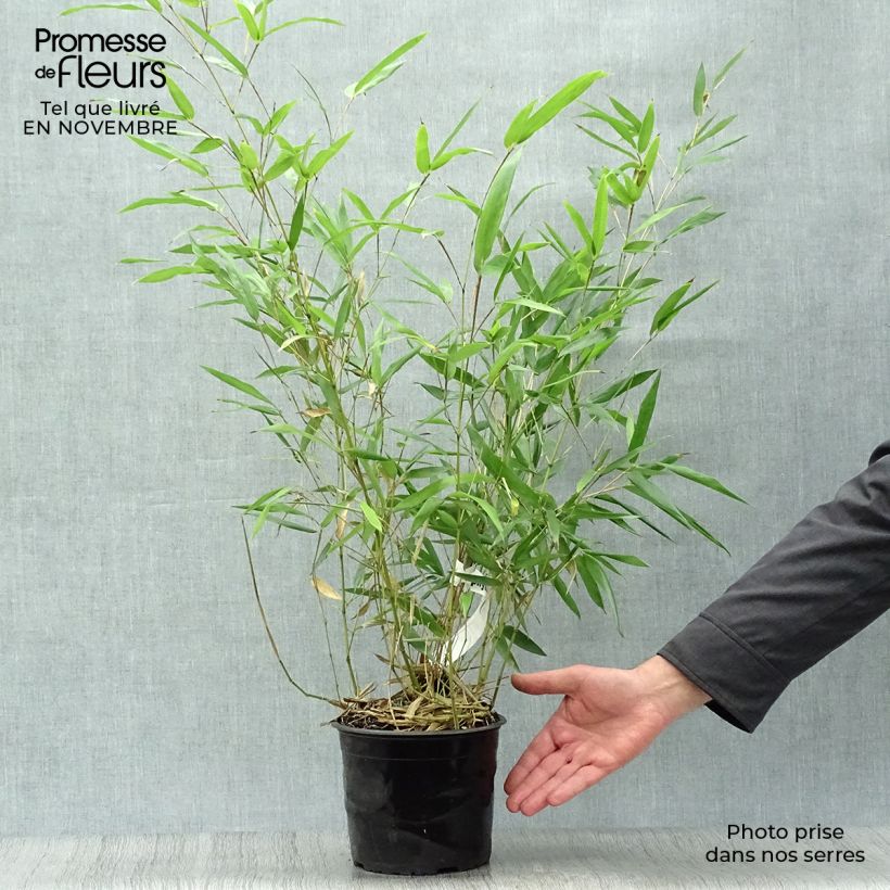 Spécimen de Bambou - Phyllostachys bissetii  Pot de 2L/3L tel que livré en automne