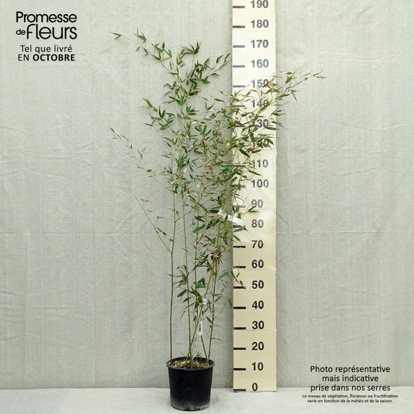 Spécimen de Bambou - Phyllostachys bissetii  Pot de 4L/5L tel que livré en automne