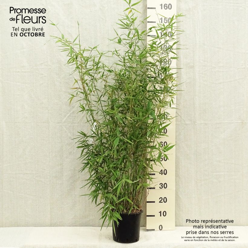 Spécimen de Bambou doré - Phyllostachys aurea Pot de 4L/5L tel que livré en automne