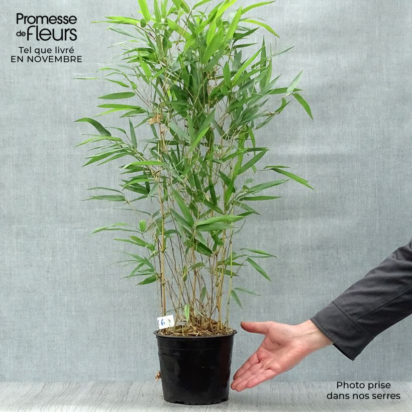 Spécimen de Bambou jaune - Phyllostachys aureosulcata Aureocaulis Pot de 2L/3L tel que livré en automne