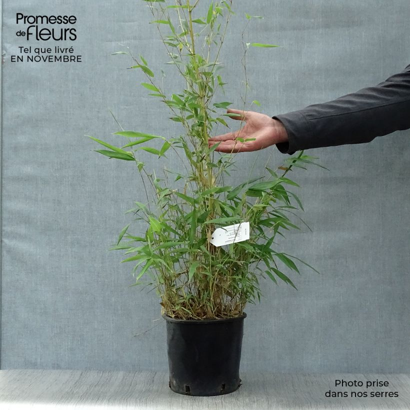 Spécimen de Bambou jaune - Phyllostachys aureosulcata Aureocaulis Pot de 4L/5L tel que livré en automne