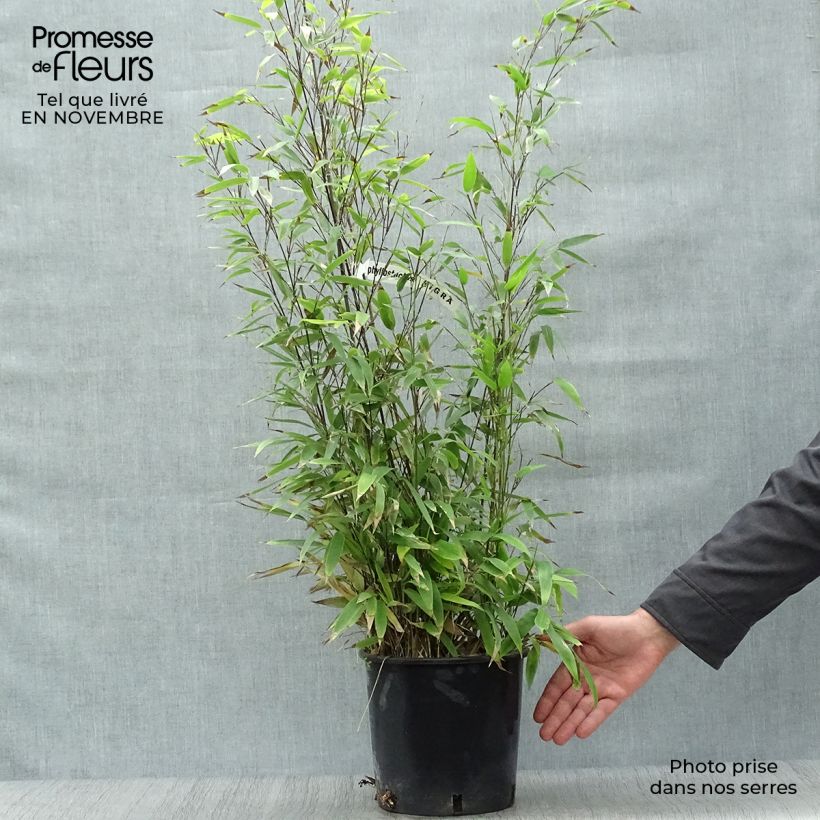 Spécimen de Bambou noir - Phyllostachys nigra Pot de 4L/5L tel que livré en automne