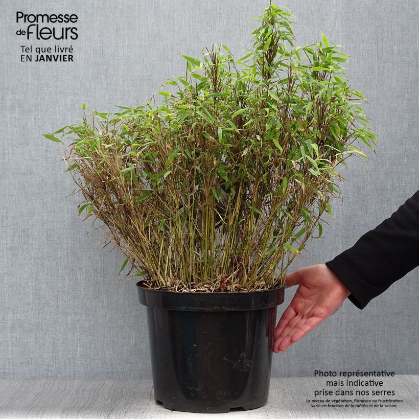 Spécimen de Bambou non traçant - Fargesia murielae Bimbo Pot de 2L/3L tel que livré en hiver