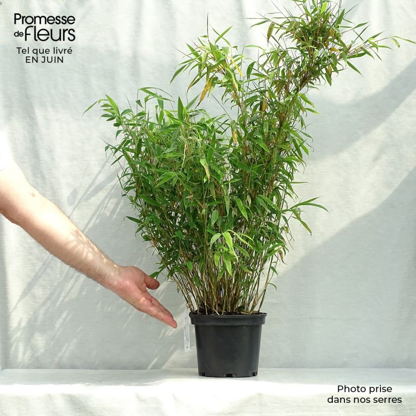 Spécimen de Bambou non traçant - Fargesia murielae Jumbo Pot de 2L/3L tel que livré en été