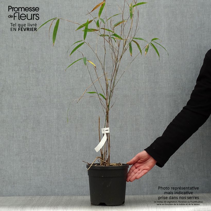 Spécimen de Bambou non traçant - Fargesia yunnanensis Pot de 4L/5L tel que livré en hiver