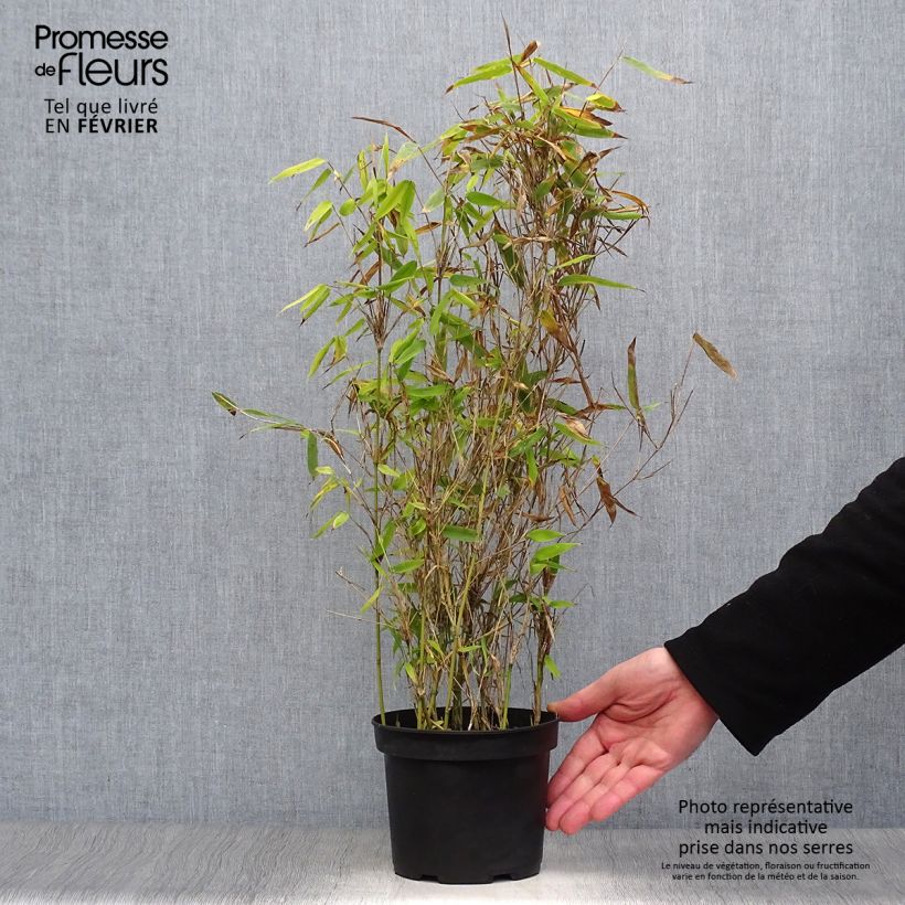 Spécimen de Fargesia murielae Simba - Bambou non traçant Pot de 2L/3L tel que livré en hiver