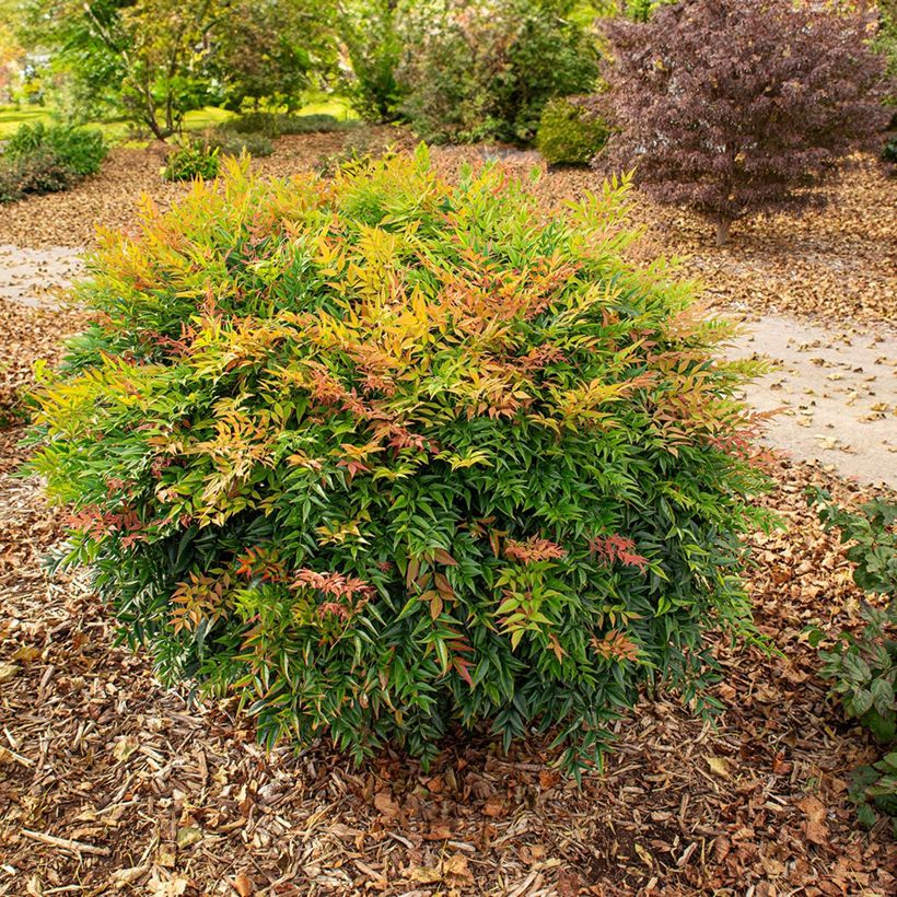 Bambou sacré - Nandina domestica Magical Sunrise (Port)