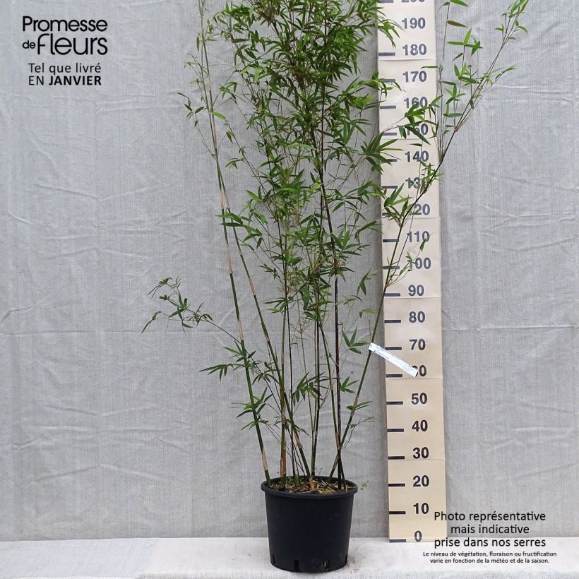 Spécimen de Bambusa glaucescens Multiplex - Bambou moyen Pot de 12L/15L tel que livré en hiver