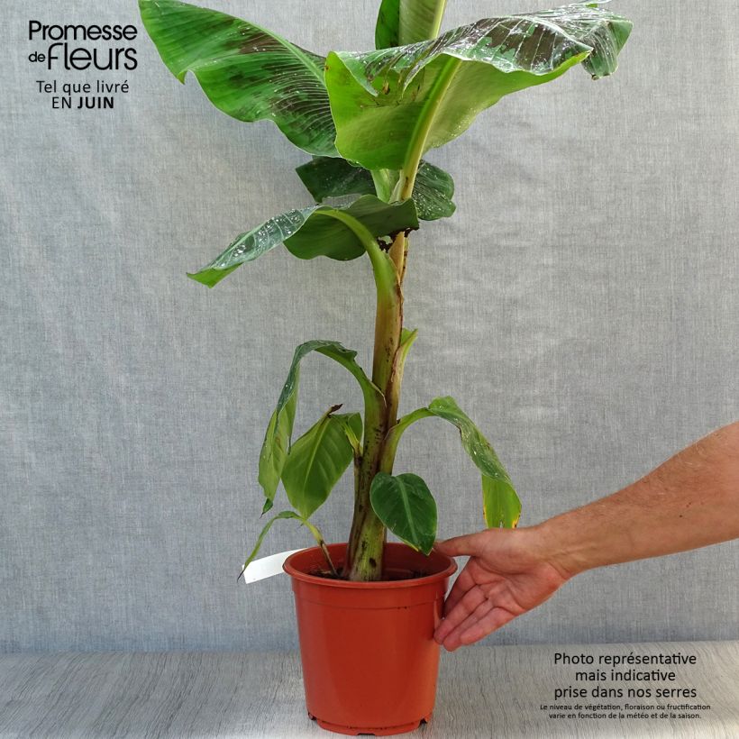 Spécimen de Bananier nain - Musa acuminata Dwarf Cavendish Pot de 6L/7L tel que livré en été