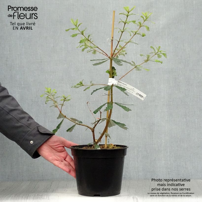 Spécimen de Banksia integrifolia - Banksia côtier Pot de 3L/4L tel que livré au printemps