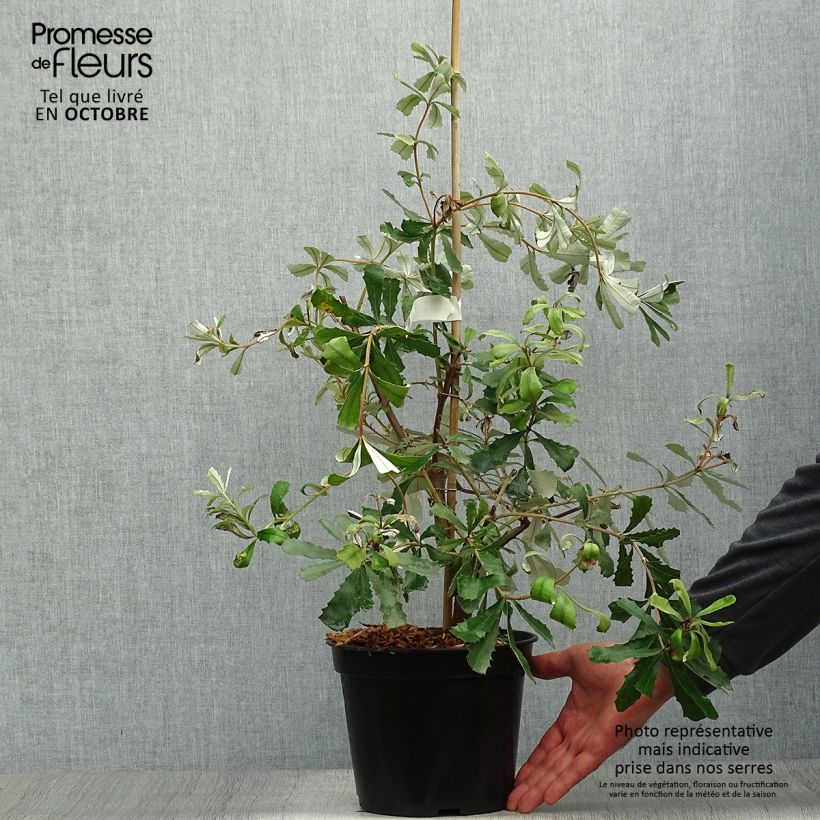Spécimen de Banksia integrifolia - Banksia côtier Pot de 3L/4L tel que livré en automne