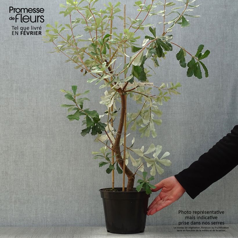 Spécimen de Banksia integrifolia - Banksia côtier Pot de 3L/4L tel que livré en hiver