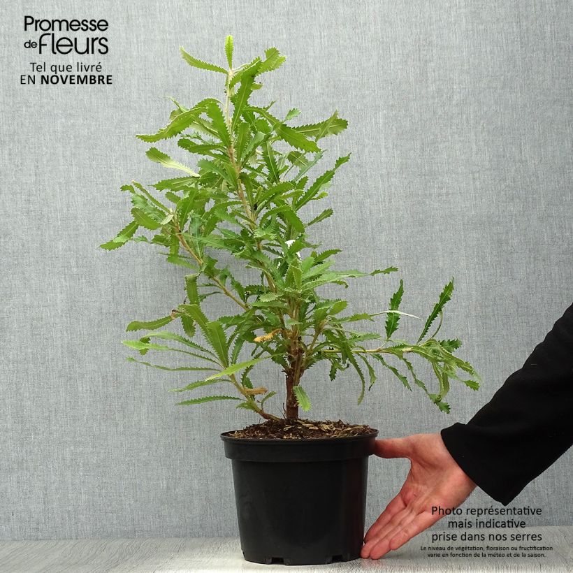 Spécimen de Banksia serrata Pot de 4L/5L tel que livré en automne