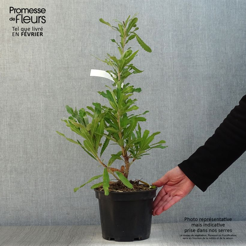 Spécimen de Banksia serrata Pot de 4L/5L tel que livré en hiver
