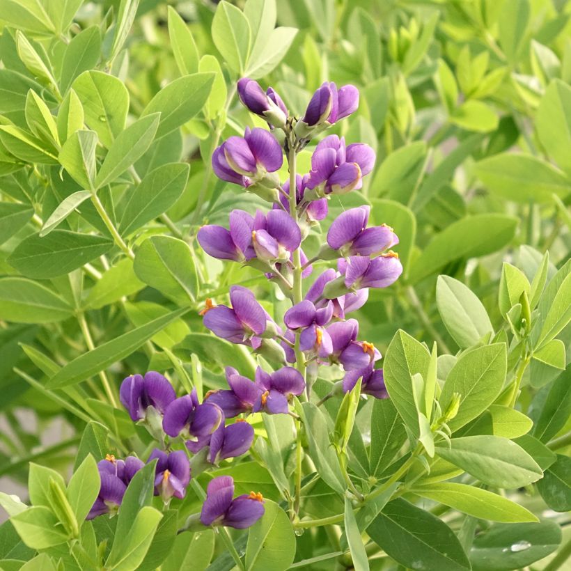 Baptisia Blueberry Sundae - Faux-indigo (Floraison)