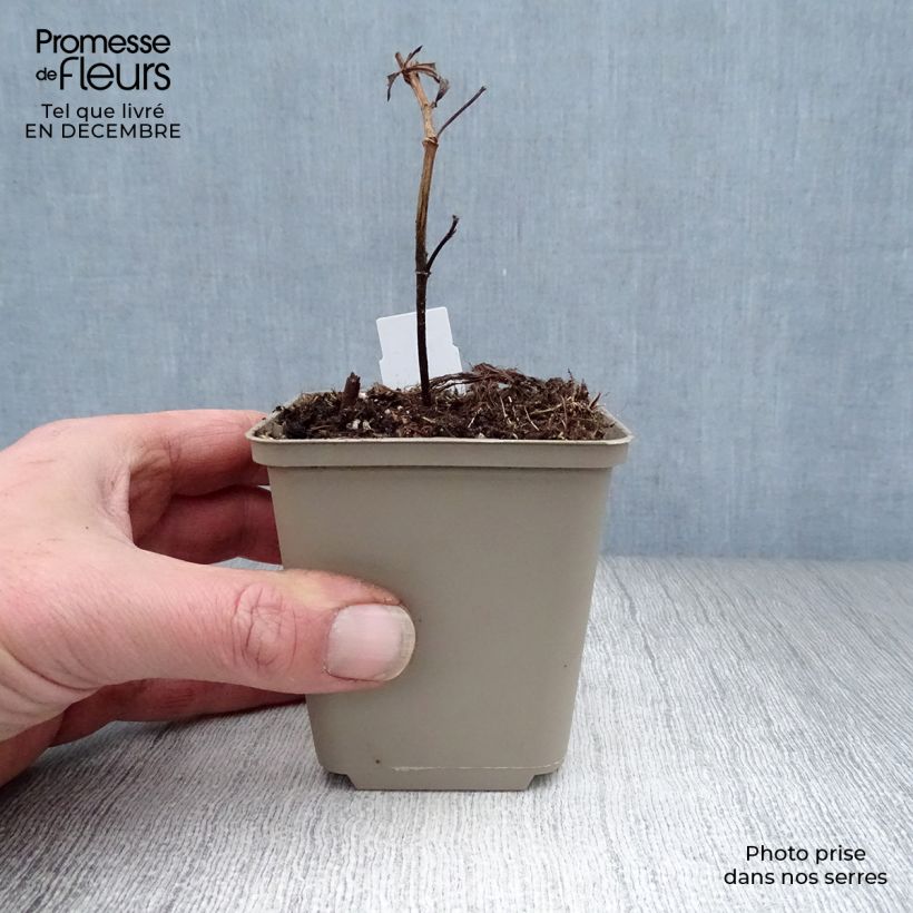 Spécimen de Baptisia Blueberry Sundae - Faux-indigo Godet de 8/9 cm tel que livré en hiver