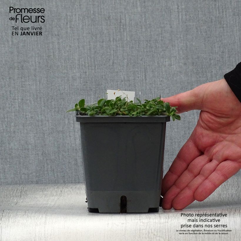 Spécimen de Baptisia Blueberry Sundae - Faux-indigo Pot de 1L/1,5L tel que livré en hiver