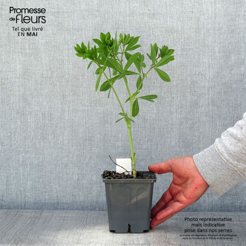 Spécimen de Baptisia Blueberry Sundae - Faux-indigo Pot de 1L/1,5L tel que livré au printemps