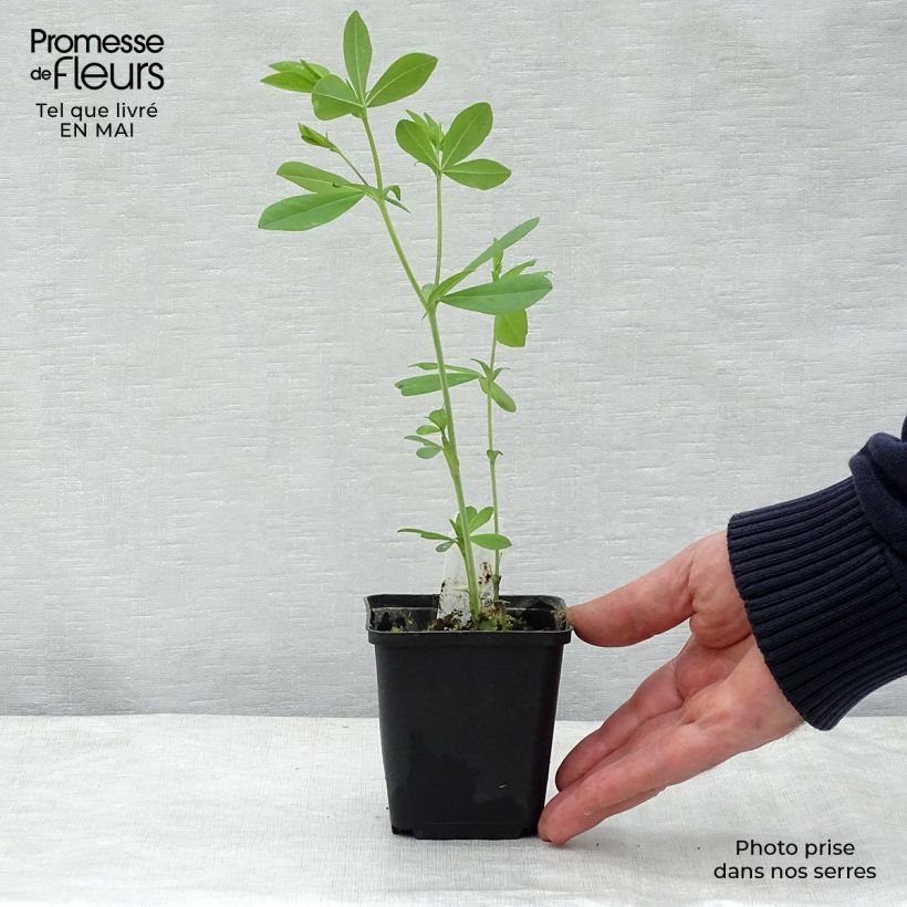 Spécimen de Baptisia Blueberry Sundae - Faux-indigo Godet de 8/9 cm tel que livré au printemps