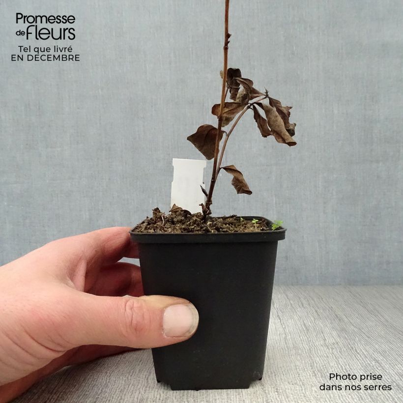 Spécimen de Baptisia Carolina Moonlight - Faux indigo jaune hybride Godet de 8/9 cm tel que livré en hiver