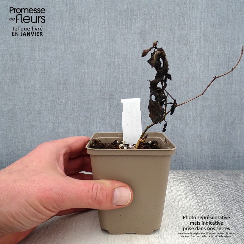 Spécimen de Baptisia Caspian Blue - Lupin indigo Godet de 8/9 cm tel que livré en hiver