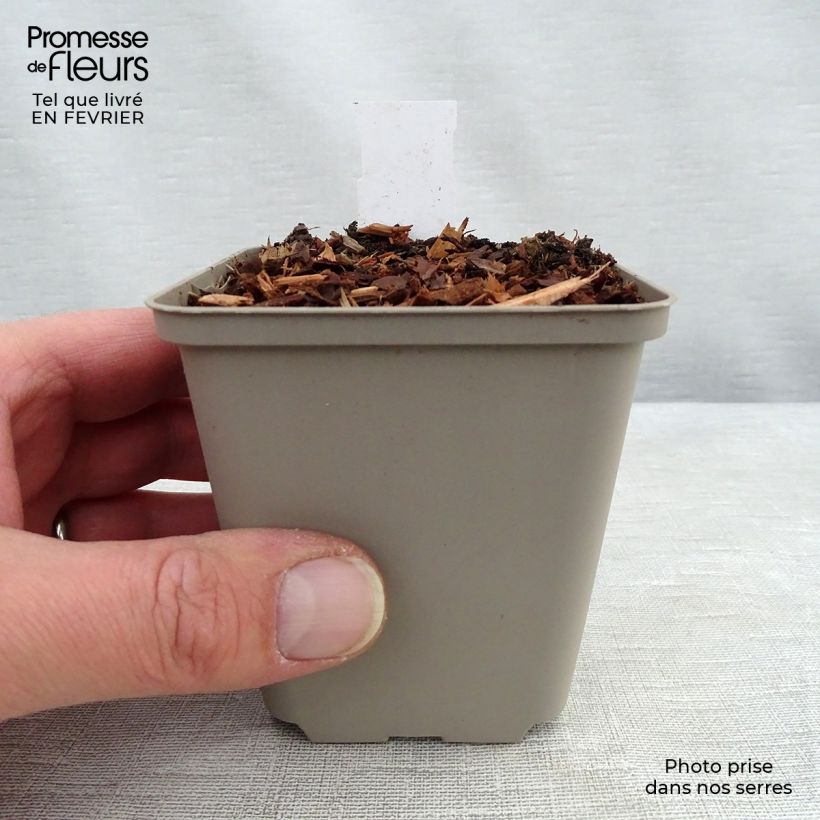 Spécimen de Baptisia Cherries Jubilee  - Lupin indigo Godet de 8/9 cm tel que livré en hiver