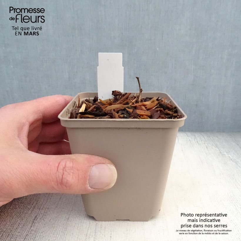 Baptisia Cherries Jubilee - False Indigo 8/9 cm pot sample as delivered in spring