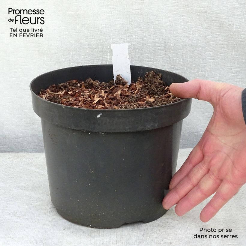 Spécimen de Baptisia Cherries Jubilee  - Lupin indigo Pot de 4L/5L tel que livré en hiver