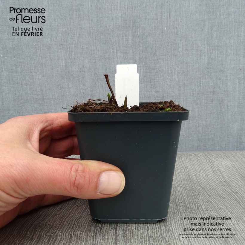 Spécimen de Baptisia Decadence Dark Chocolate - Lupin indigo Godet de 8/9 cm tel que livré en hiver