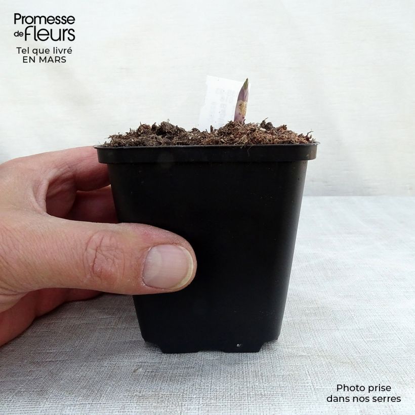 Spécimen de Baptisia Dutch Chocolate - Lupin indigo pourpre brunâtre Godet de 8/9 cm tel que livré en hiver