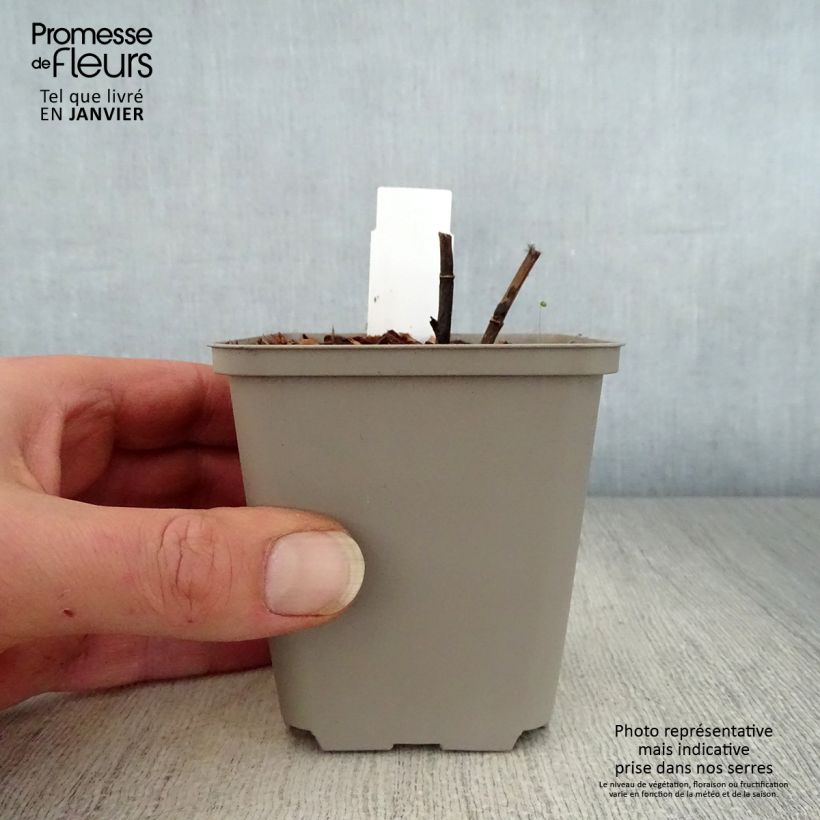 Spécimen de Baptisia Indigo Spires - Lupin indigo Godet de 8/9 cm tel que livré en hiver