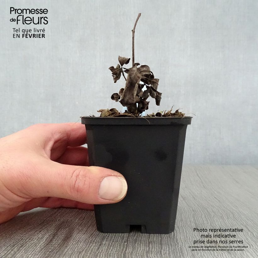 Spécimen de Baptisia Lemon Meringue - Lupin indigo Godet de 8/9 cm tel que livré en hiver