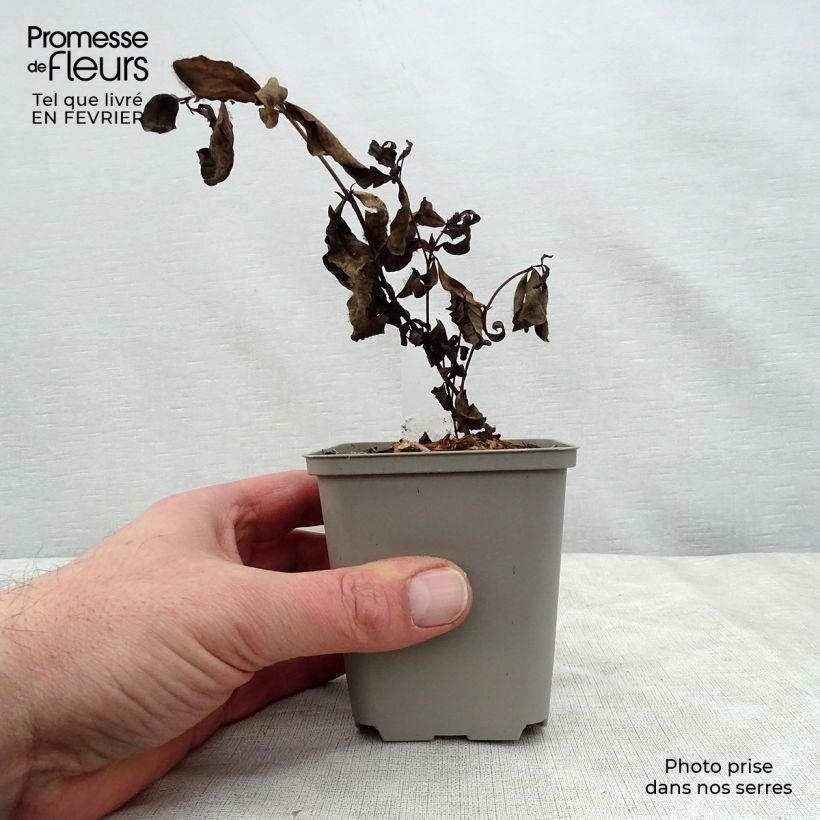 Spécimen de Baptisia Pink Lemonade - Lupin indigo Godet de 8/9 cm tel que livré en hiver