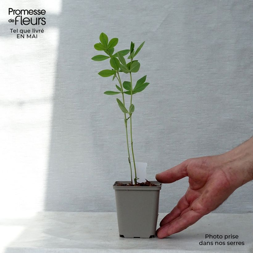 Spécimen de Baptisia Pink Lemonade - Lupin indigo Godet de 8/9 cm tel que livré au printemps