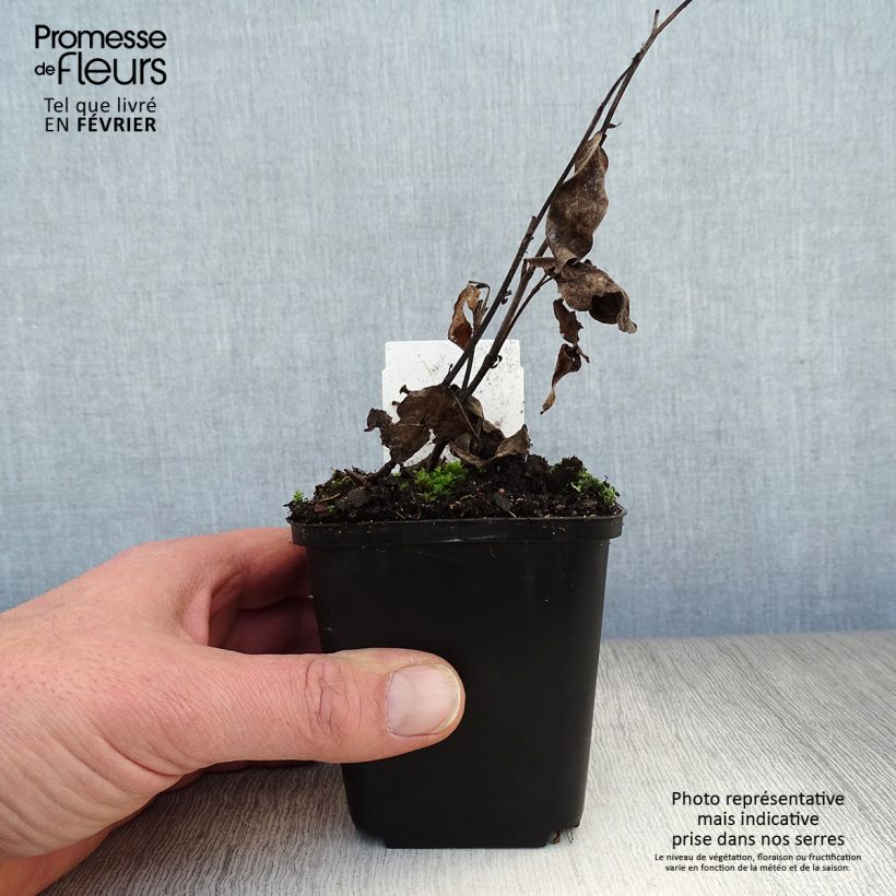 Spécimen de Baptisia Pink Truffles - Lupin indigo Godet de 8/9 cm tel que livré en hiver