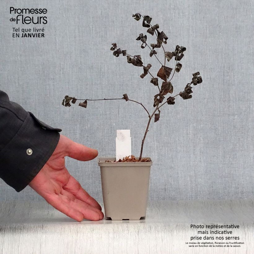 Spécimen de Baptisia Starlite Prairieblues - Lupin indigo bleu et blanc Godet de 8/9 cm tel que livré en hiver