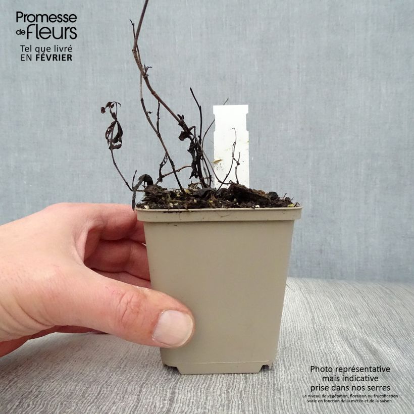 Spécimen de Baptisia Vanilla Cream - Lupin indigo Godet de 8/9 cm tel que livré en hiver