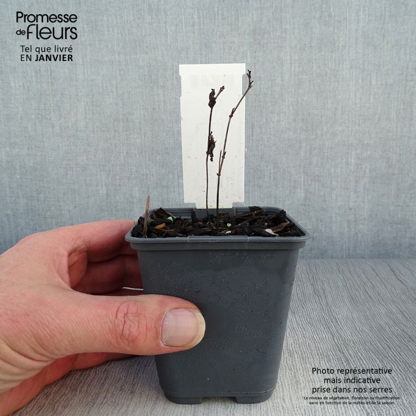 Spécimen de Baptisia alba var macrophylla, Faux Lupin Godet de 8/9 cm tel que livré en hiver